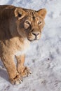 A close-up is a beautiful and strong female lioness looking at you carefully and with greed. White background - snow