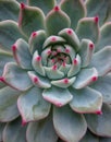 Close up of a beautiful succulent with pink tips. Royalty Free Stock Photo