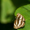 Close up of beautiful sullied sailer neptis clinia butterfly