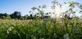 Close up of beautiful summer field full with cow parsley white flowers, Sun shines, blurry background with houses and forest edge Royalty Free Stock Photo