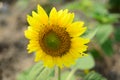 Close up beautiful Sun Flower with small bee