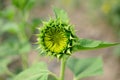 Close up beautiful Sun Flower with small bee Royalty Free Stock Photo