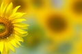 Close-up of a beautiful sunflowe Royalty Free Stock Photo