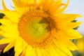 Close-up of a beautiful sunflower in a field Royalty Free Stock Photo