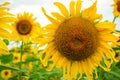 Close up of a beautiful sunflower in a field Royalty Free Stock Photo