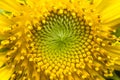 Close-up of a beautiful sunflower in a field Royalty Free Stock Photo