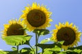 Close-up of a beautiful sunflower in a field Royalty Free Stock Photo