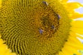 Close-up of a beautiful sunflower in a field Royalty Free Stock Photo