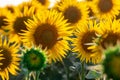 close-up of a beautiful sunflower in a field Royalty Free Stock Photo