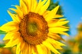 close-up of a beautiful sunflower in a field Royalty Free Stock Photo