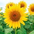 Close-up of a beautiful sunflower on the field Royalty Free Stock Photo