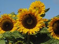 Close up of beautiful sunflower field with honey bees, cloudless blue sky