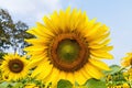 Close up beautiful sunflower field on natural light,soft focus Royalty Free Stock Photo
