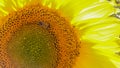 Close-up on a beautiful sunflower flower, in summer, being foraged by a bee Royalty Free Stock Photo