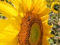 Close-up on a beautiful sunflower flower, in summer, being foraged by a bee Royalty Free Stock Photo