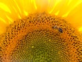 Close-up on a beautiful sunflower flower, in summer, being foraged by a bee Royalty Free Stock Photo