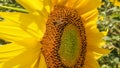 Close-up on a beautiful sunflower flower, in summer, being foraged by a bee Royalty Free Stock Photo