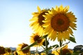Close up of beautiful sunflowers against blue sky Royalty Free Stock Photo