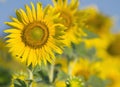 Close up of beautiful sunflowers petal in flowers frild with cop