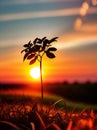 beautiful sunset in the field , Ai Generated Royalty Free Stock Photo