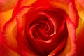 Close Up of a Beautiful Sunset Rose