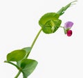 Sweet pea flowers on white background, Pisum sativum. Royalty Free Stock Photo