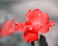 Beautiful sweet red rose flower blooming with water drops in nature garden Royalty Free Stock Photo