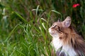 close-up of a beautiful  tabby norwegian forest cat on the tall  grass. Profile portrait Royalty Free Stock Photo