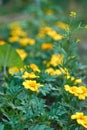 Close up of beautiful Tagetes patula flower French marigold in the garden. Marigold background. Macro photo of the