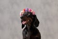 Close up of beautiful teckel dog with flowers headband