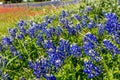 A Close up of Beautiful Texas Bluebonnets