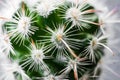 Close-up beautiful texture of Echinocereus cactus with white thorns and long orange leaves. Royalty Free Stock Photo