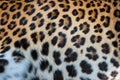 Real skin texture of Leopard Royalty Free Stock Photo