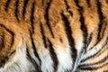 Real skin texture of Tiger Royalty Free Stock Photo