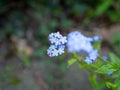 Close-up of beautiful light blue spring flowers forget me not on a green background Royalty Free Stock Photo