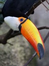 Close up of a beautiful toco toucan Ramphastos toco