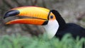 Close up of a beautiful toco toucan Ramphastos toco