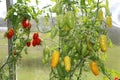 Close-up - beautiful tomato and cucumber growing in a greenhouse