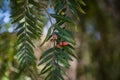 close-up beautiful tree Royalty Free Stock Photo