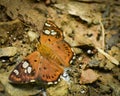 Close-up of beautiful tricoloured pied flat coladenia indrani butterfly sitting on bird droppings .