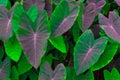 Close up beautiful tropical nature green leaf caladium texture background. Alocasia Indica Green bushes, biennial plants, water