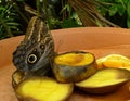 Close-up of a beautiful tropical Owl Butterfly, Caligo Memnon feeding fruits. Royalty Free Stock Photo