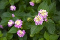 Close-up of the beautiful tropical plant lantana camara with the small flowers