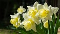 Close-up of beautiful Trumpet Narcissus Daffodils Mount Hood. Young light yellow daffodils flowers then turn snow-white. Royalty Free Stock Photo