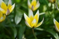 Close up of a beautiful tulipa tarda