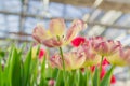 Close up of beautiful tulips of violet and yellow colors