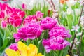 Close up of beautiful tulips of violet and yellow colors