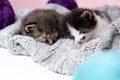 Close up of beautiful two small fluffy striped domestic kittens sleeping hugging each other at home lying on comfortable grey Royalty Free Stock Photo