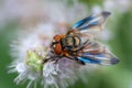 Close-up beautiful uncommon alpine fly with big beauty wings on white violet flower on green background