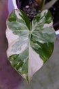 Close up of the beautiful variegated and marbled leaf of Alocasia Odora